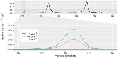 How does supplementary green light and UV-radiation affect biomass and rutin content in Levisticum officinale?